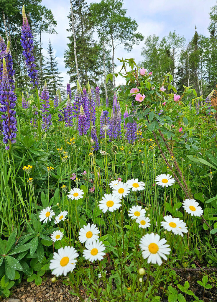 Image of Minnesota wild flowers